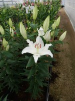 [5359 Queensland DJ No02.JPG]